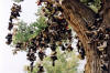 When we left Ely, a woman told me to look out for a unique sight on 
				US 50. She would not tell me what it was but I would recognize it as unique the minute I 
				laid eyes on it. We found this cottonwood tree with all these shoes tied to it. It is 
				located east of Fallon, NV, and is in fact – unique.