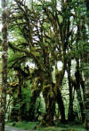 On the western half of the Olympic Peninsula in Washington is a rain forest called the Quinault 
			River Rain Forest. The moss growth on some of the trees is spectacular.