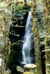 A waterfall 
			within the Quinault River Rain Forest. 