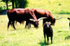 These are the cattle that use the previous Indiana barn.