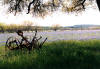 Marking a “pastural” view, a Texas farmer maintains a scenic Texas blue bonnet field, complete with farm implements and a shady Spanish Oak tree.  This farm can be found north of Johnson City, TX.