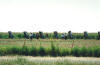 Not to be outdone, a farmer in Amarillo, TX, planted Cadillacs in his fields.  The farmer has departed us but his legacy lives on.  This field of Cadillacs is west of Amarillo and south of I-40.  I-40 follows Route 66 west.