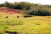 The water buffalo was once domesticated and used for transportation and as a farm implement.  With modern equipment replacing it, the wild buffalo herd now wanders the USN ammunition area near Santa Rita Village.